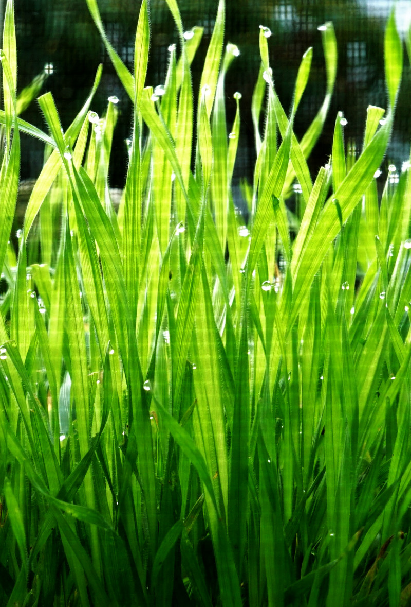 Dew on the grass.